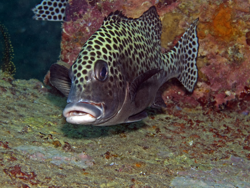 Seaventures House Reef, Harlequin Sweetlips